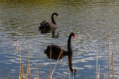 Baharda gölette yüzen iki siyah kuğu.