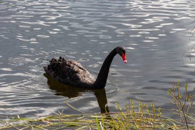 Baharda gölde yüzen siyah kuğu.