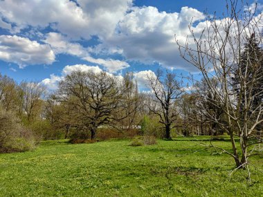 İlkbaharın başlarında Moskova Bilim Akademisi Botanik Bahçesi 'nde farklı ağaçların olduğu bir manzara. Çiçek açan ot incir çiçeğidir..