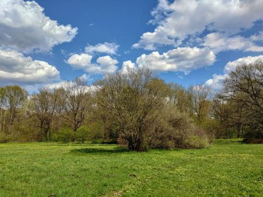 İlkbaharın başlarında Moskova Bilim Akademisi Botanik Bahçesi 'nde farklı ağaçların olduğu bir manzara. Çiçek açan ot incir çiçeğidir..