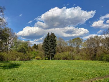 İlkbaharın başlarında Moskova Bilim Akademisi Botanik Bahçesi 'nde farklı ağaçların olduğu bir manzara. Çiçek açan ot incir çiçeğidir..