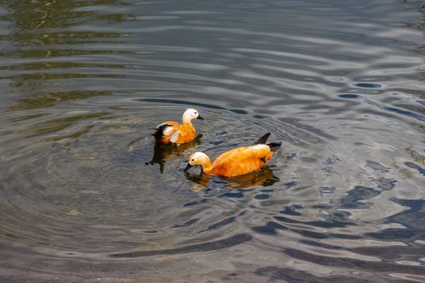 Casal Prateleiras Rubicundas Nadando Lagoa Durante Primavera — Fotografia de Stock