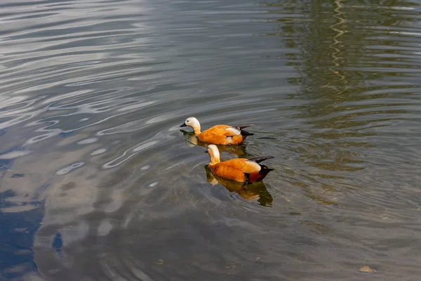Ζευγάρι Από Τις Κόκκινες Πάπιες Που Κολυμπούν Στη Λίμνη Την — Φωτογραφία Αρχείου