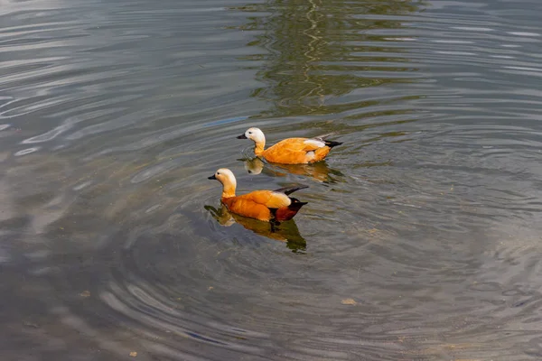 春の間に池で泳いでいるザリガニのカップル — ストック写真