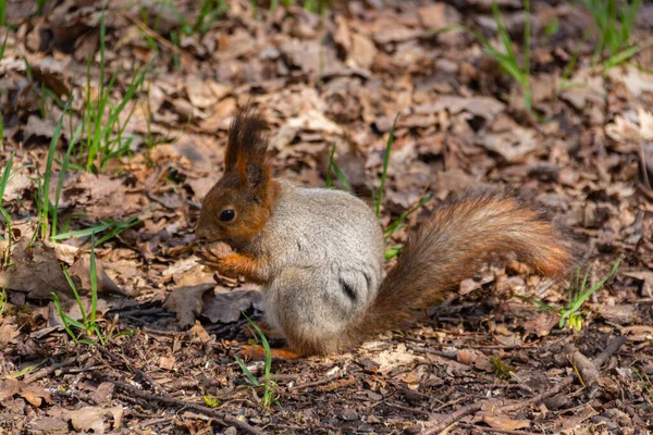 Esquilo Comendo Noz Durante Primavera — Fotografia de Stock