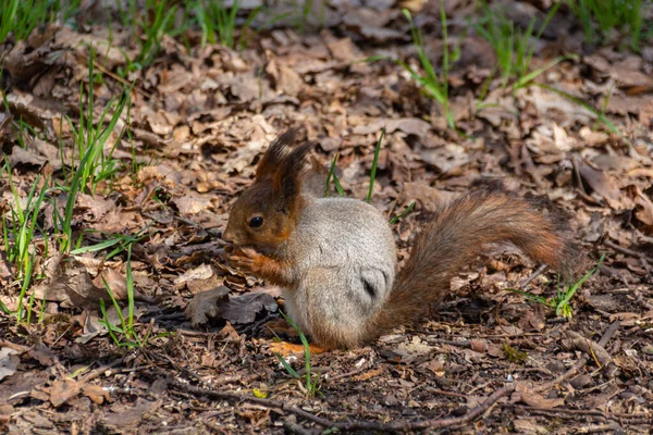 Das Eichhörnchen Frisst Frühling Nüsse — Stockfoto