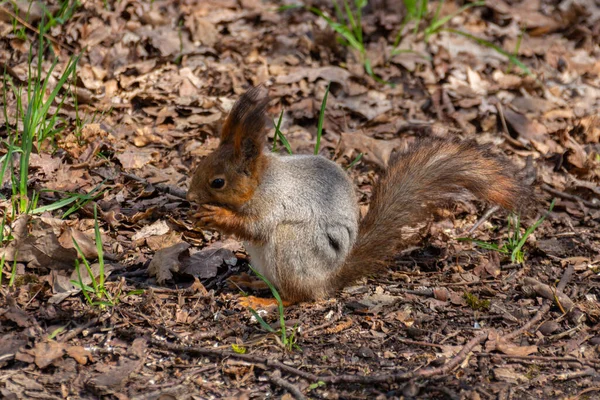 Esquilo Comendo Noz Durante Primavera — Fotografia de Stock