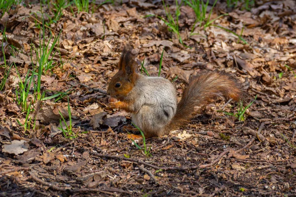 春になるとリスがナッツを食べる — ストック写真