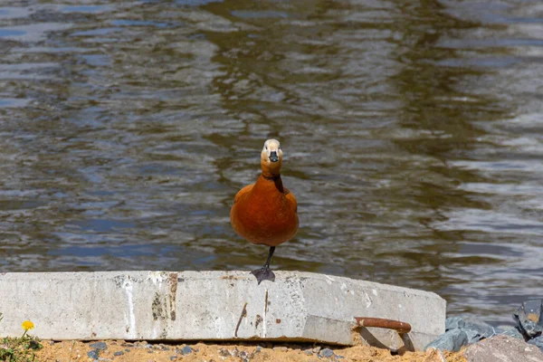 Lanet olası Shelduck baharda gölette tek pençe üzerinde kalıyor.
