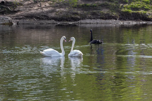 Kilka Białych Łabędzi Jeden Czarny Łabędź Pływający Stawie Wiosną — Zdjęcie stockowe