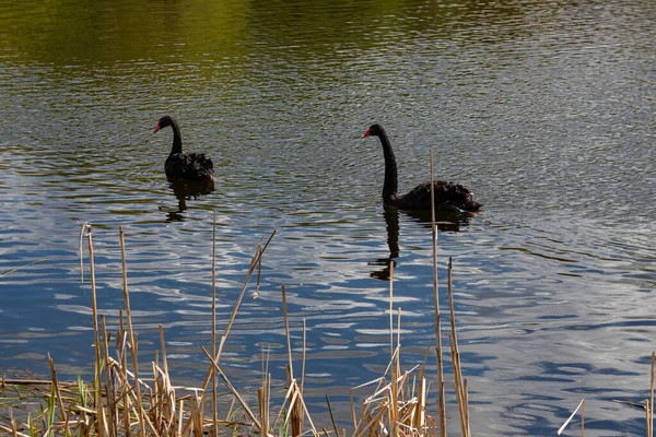 Пара Черных Лебедей Купающихся Пруду Весной — стоковое фото