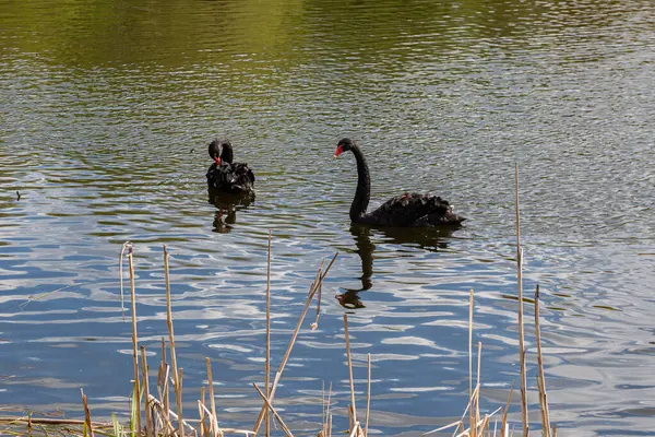 Några Svarta Svanar Simmar Dammen Våren — Stockfoto