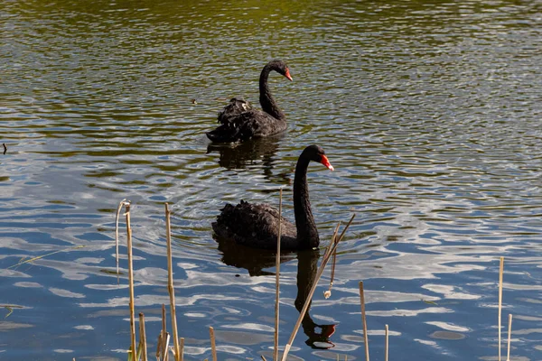 Пара Черных Лебедей Купающихся Пруду Весной — стоковое фото