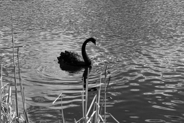 Czarny Łabędź Pływający Stawie Wiosną Czarno Białe Zdjęcie — Zdjęcie stockowe