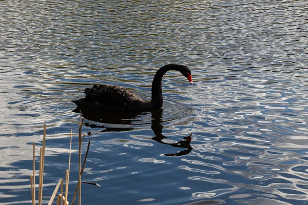 Черный Лебедь Плавает Пруду Весной — стоковое фото