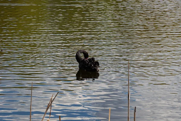 Cisne Negro Nadando Estanque Durante Primavera — Foto de Stock