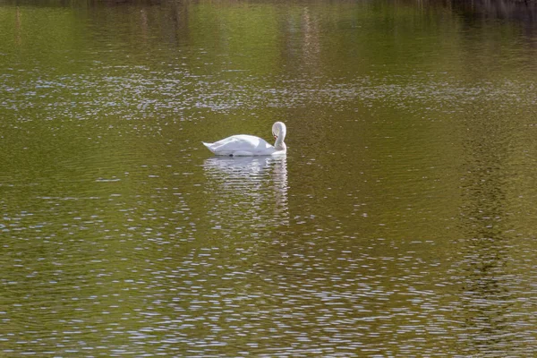Белый Лебедь Плавает Пруду Весной — стоковое фото