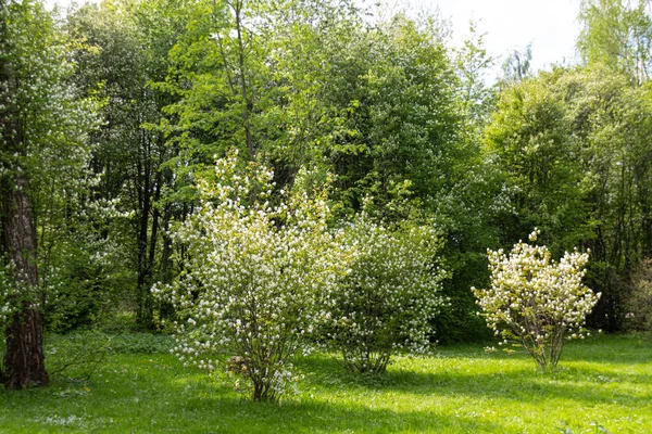 Квітучі Дерева Парку Московська Весна Стокове Фото