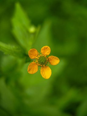 Colewort (Geum urbanum) çiçeğinin aşırı yakın çekimi