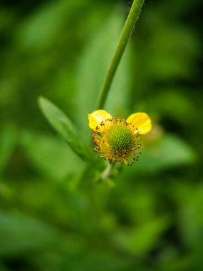 Colewort (Geum urbanum) çiçeğinin aşırı yakın çekimi