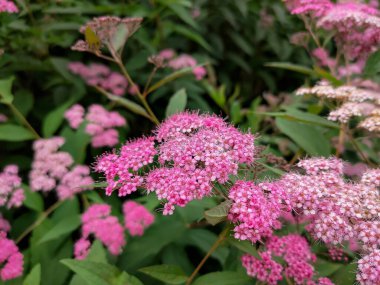 Spiraea japonica 'nın (Japon Meadowsweet) pembe çiçeklerinin yakın plan fotoğrafı. Makro.