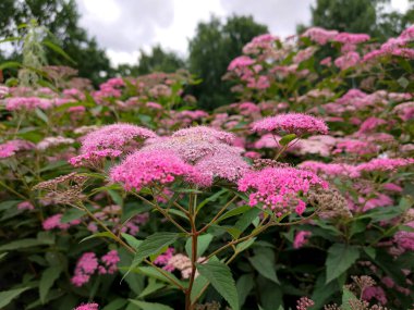 Spiraea japonica 'nın (Japon Meadowsweet) pembe çiçeklerinin yakın plan fotoğrafı. Makro.