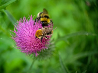 Yaban arısı devedikeni (Carduus) çiçeğinde polen yiyor. Makro fotoğraf yakın çekim.