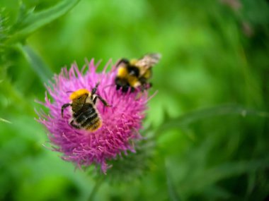 Yaban arısı devedikeni (Carduus) çiçeğinde polen yiyor. Makro fotoğraf yakın çekim.