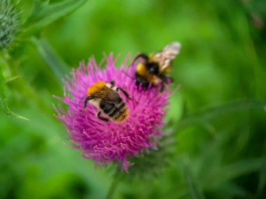 Yaban arısı devedikeni (Carduus) çiçeğinde polen yiyor. Makro fotoğraf yakın çekim.