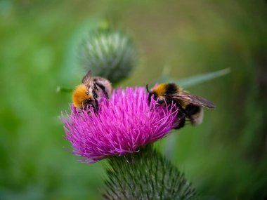 Yaban arısı devedikeni (Carduus) çiçeğinde polen yiyor. Makro fotoğraf yakın çekim.