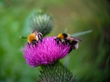 Yaban arısı devedikeni (Carduus) çiçeğinde polen yiyor. Makro fotoğraf yakın çekim.