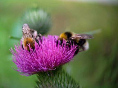 Yaban arısı devedikeni (Carduus) çiçeğinde polen yiyor. Makro fotoğraf yakın çekim.