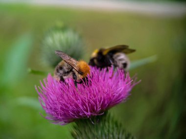Yaban arısı devedikeni (Carduus) çiçeğinde polen yiyor. Makro fotoğraf yakın çekim.