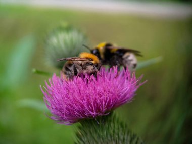Yaban arısı devedikeni (Carduus) çiçeğinde polen yiyor. Makro fotoğraf yakın çekim.