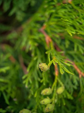 Cupressus 'un (selvi) şubesinin yakın fotoğrafını çek