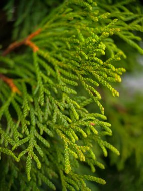 Cupressus 'un (selvi) şubesinin yakın fotoğrafını çek