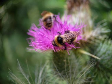 Yaban arısı devedikeni (Carduus) çiçeğinde polen yiyor. Makro fotoğraf yakın çekim.