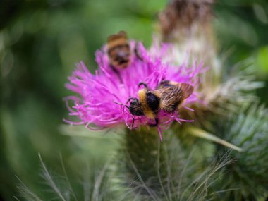 Yaban arısı devedikeni (Carduus) çiçeğinde polen yiyor. Makro fotoğraf yakın çekim.