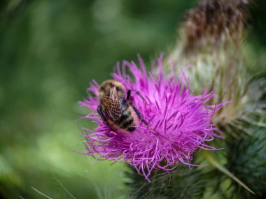 Yaban arısı devedikeni (Carduus) çiçeğinde polen yiyor. Makro fotoğraf yakın çekim.