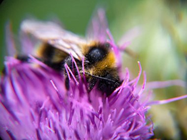 Yaban arısı devedikeni (Carduus) çiçeğinde polen yiyor. Makro fotoğraf yakın çekim.