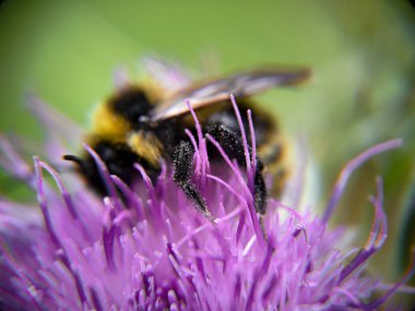 Yaban arısı devedikeni (Carduus) çiçeğinde polen yiyor. Makro fotoğraf yakın çekim.