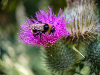 Yaban arısı devedikeni (Carduus) çiçeğinde polen yiyor. Makro fotoğraf yakın çekim.