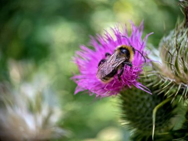 Yaban arısı devedikeni (Carduus) çiçeğinde polen yiyor. Makro fotoğraf yakın çekim.