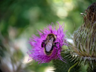 Yaban arısı devedikeni (Carduus) çiçeğinde polen yiyor. Makro fotoğraf yakın çekim.