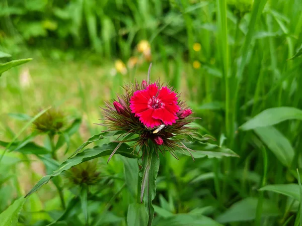 Κοντινή Φωτογραφία Του Ανθισμένου Sweet William Dianthus Barbatus — Φωτογραφία Αρχείου