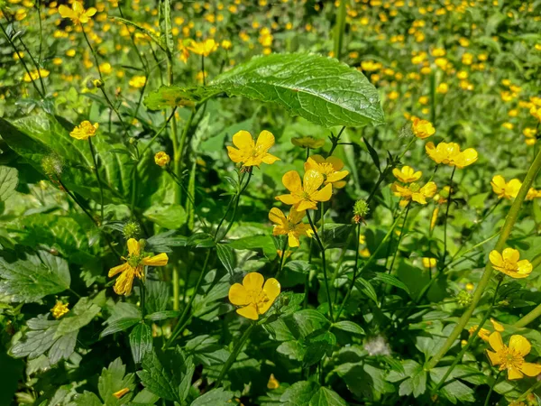 Çiçek açan Colewort (Geum urbanum) çiçekleri olan çayır