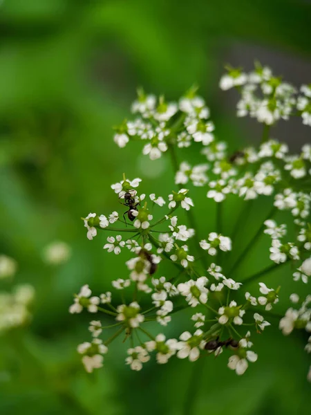 Fourmis Sur Anthriscus Chervils Extrême Gros Plan Insecte Sur Une — Photo