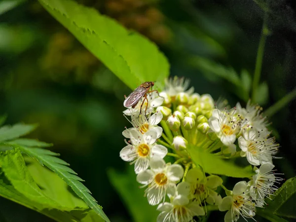Mužský Komár Nektar Květin Ninebark Physocarpus Zavřít Makro Foto — Stock fotografie