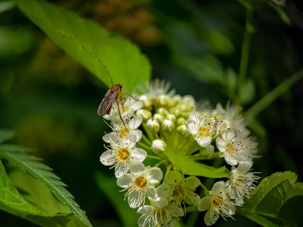 Чоловічий Комар Їсть Нектар Квітів Ninebark Physocarpus Макрофоні — стокове фото