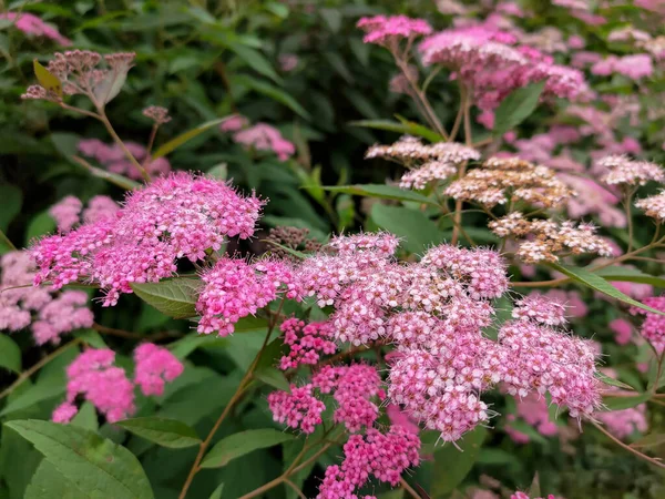 Spiraea japonica 'nın (Japon Meadowsweet) pembe çiçeklerinin yakın plan fotoğrafı. Makro.